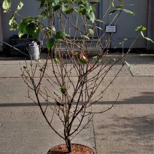 Viburnum carlesii 'Aurora' 125-150 cm